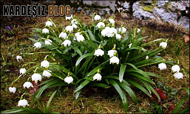 Göl Soğanı Nerede Yetişir