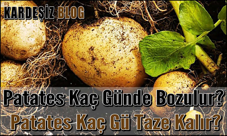 Patates Kaç Günde Bozulur