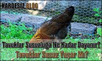 Tavuklar Susuzluğa Ne Kadar Dayanır