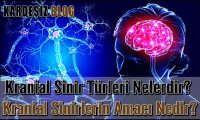 Kranial Sinir Türleri Nelerdir