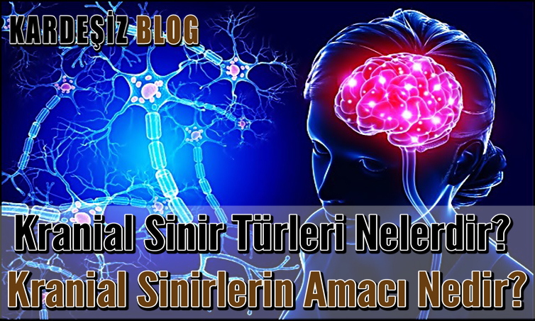 Kranial Sinir Türleri Nelerdir