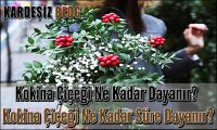 Kokina Çiçeği Ne Kadar Dayanır