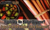 ışgın Otu Ne Kadar Dayanır
