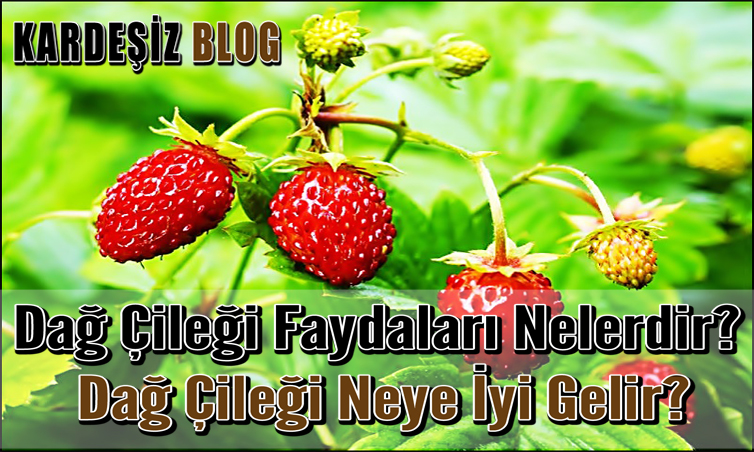 Dağ Çileği Faydaları Nelerdir