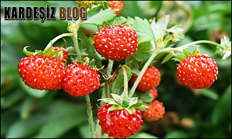 Dağ Çileği Günde Kaç Adet Tüketilir