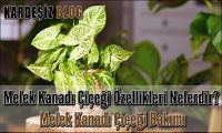 Melek Kanadı Çiçeği Özellikleri Nelerdir