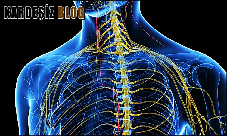 Vagus Siniri Kalp Atışını Nasıl Etkiler