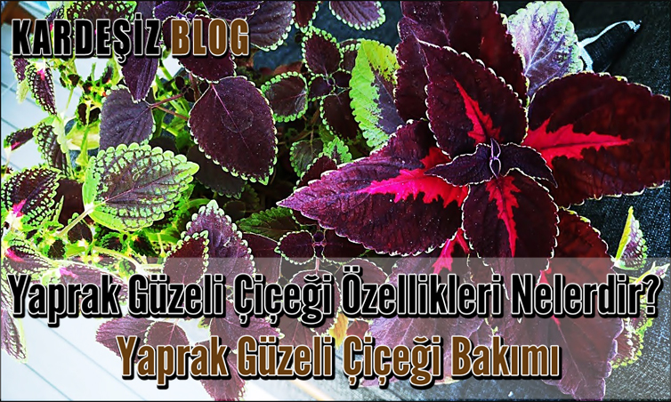 Yaprak Güzeli Çiçeği Özellikleri Nelerdir