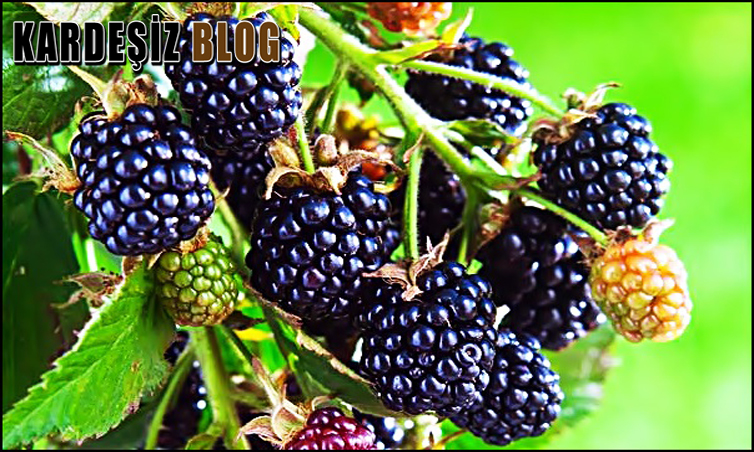 Böğürtlen Yaprakları Neye iyi Gelir