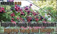Böğürtlen Yaprağı Faydaları Nelerdir