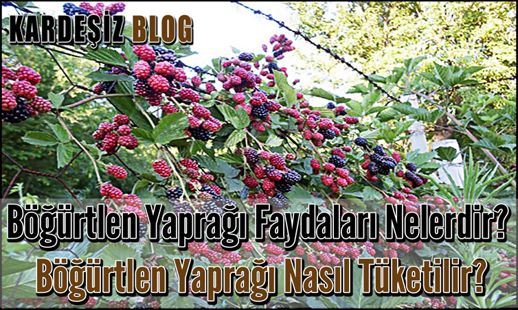 Böğürtlen Yaprağı Faydaları Nelerdir