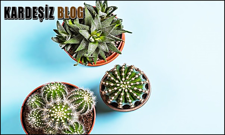 Kaktüs Evde Yetişir Mi