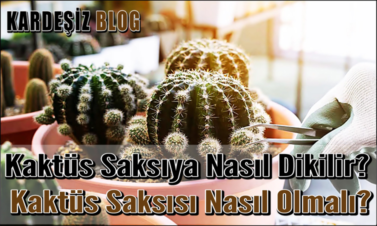 Kaktüs Saksıya Nasıl Dikilir