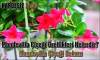 Mandevilla Çiçeği Özellikleri Nelerdir