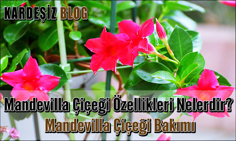 Mandevilla Çiçeği Özellikleri Nelerdir