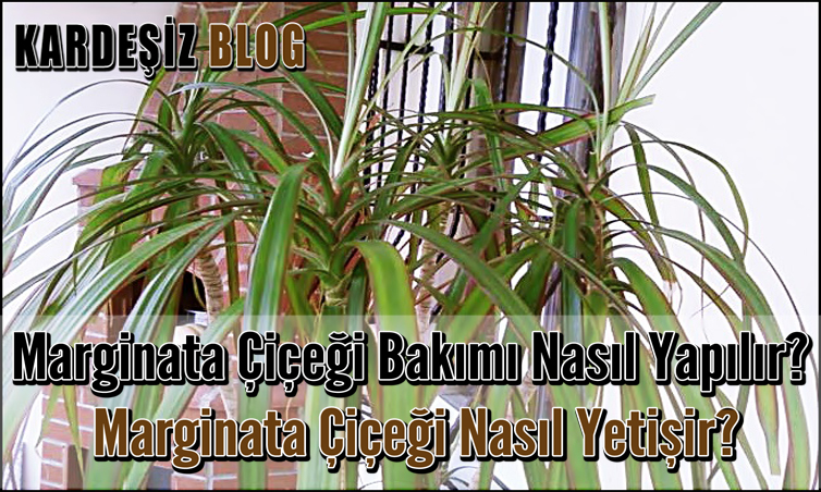 Marginata Çiçeği Bakımı Nasıl Yapılır