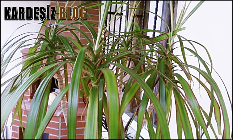 Marginata Çiçeği Neden Kurur