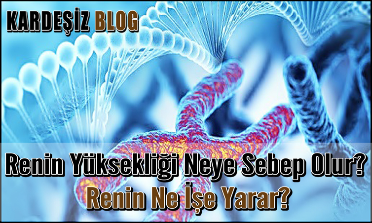 Renin Yüksekliği Neye Sebep Olur