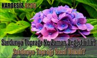 Sardunya Toprağı Ne Zaman Değiştirilir