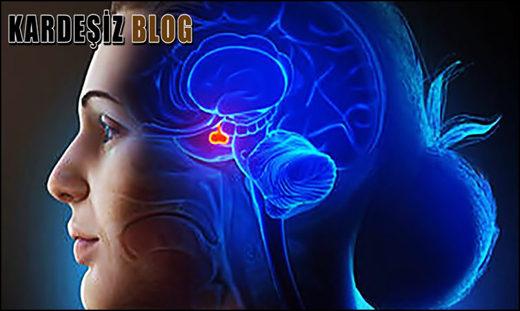 Sella Turcica Nelerden Oluşur