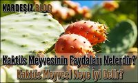 Kaktüs Meyvesinin Faydaları Nelerdir