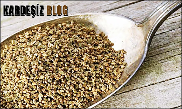 Kereviz Tohumu Prostata iyi Gelir Mi