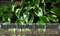Benjamin Yaprakları Neden Sararır