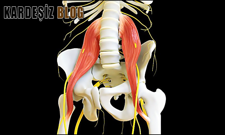 Psoas Kasının Anatomik Yapısı Nasıldır