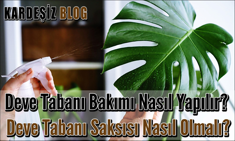 Deve Tabanı Bakımı Nasıl Yapılır