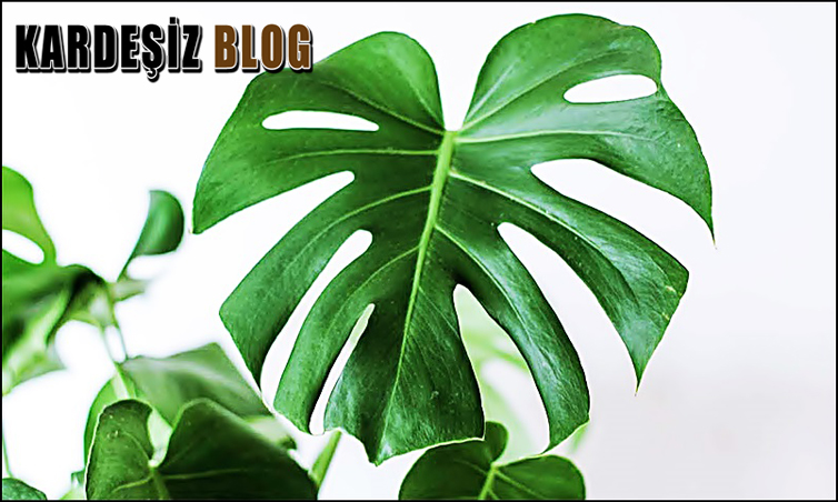 Deve Tabanı Kaç Günde Bir Sulanmalı