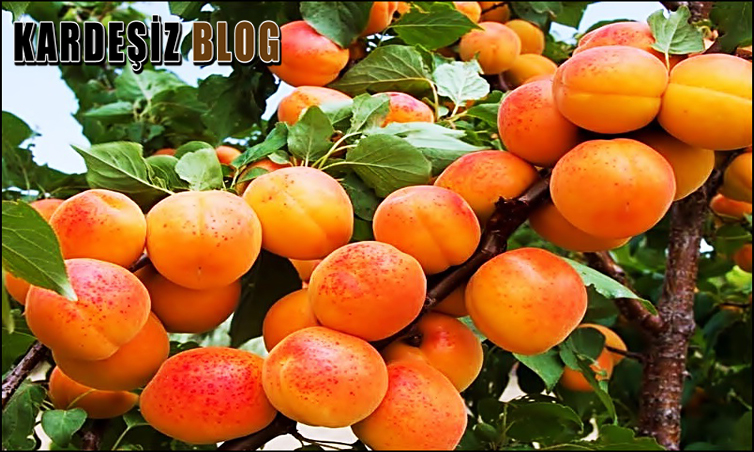 Kayısı Ağacı Nasıl Verimli Olur