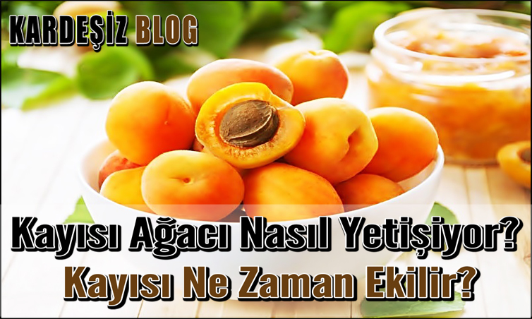 Kayısı Ağacı Nasıl Yetişiyor