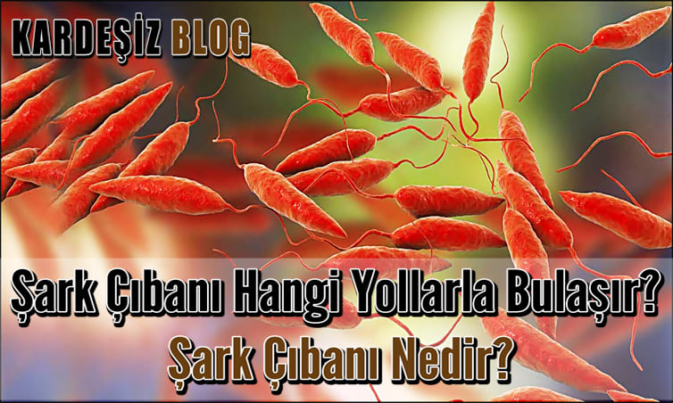 Şark Çıbanı Hangi Yollarla Bulaşır