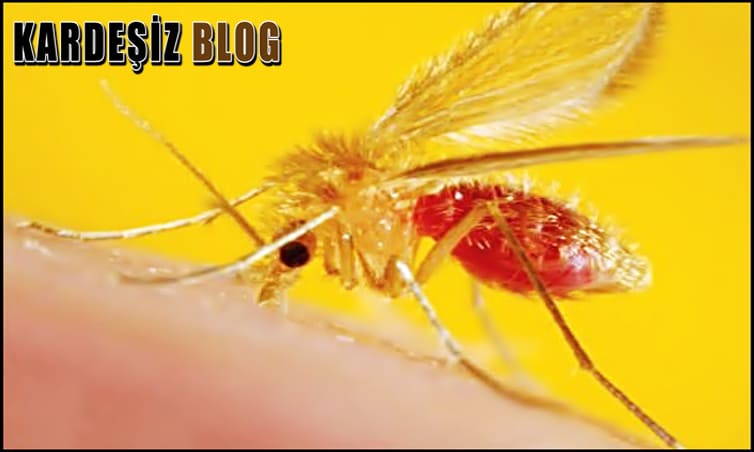 Şark Çıbanı Ne Kadar Sürede Geçer