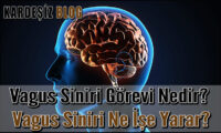 Vagus Siniri Görevi Nedir