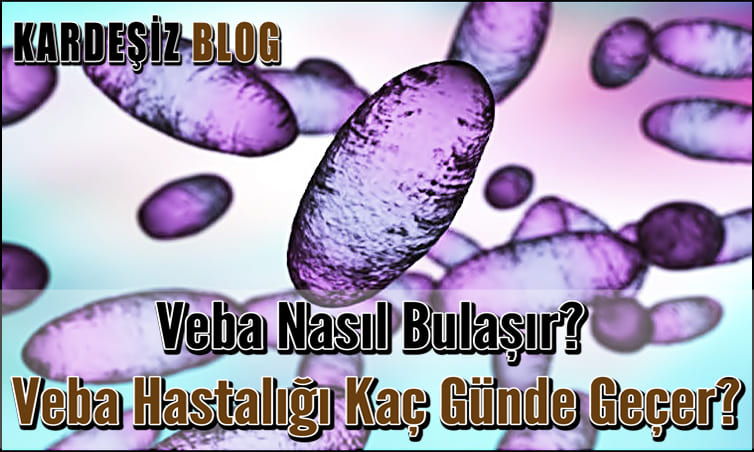 Veba Nasıl Bulaşır