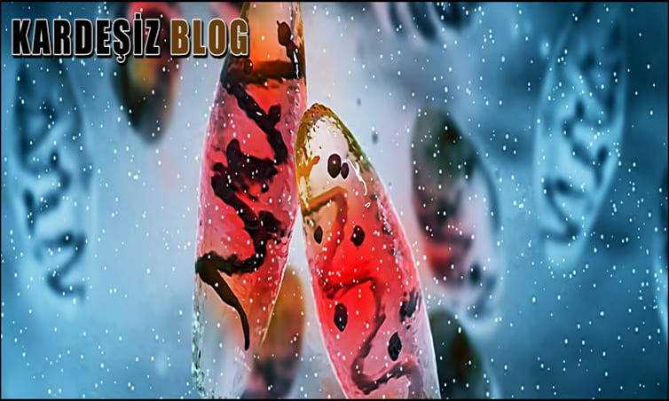 Veba Ölümcül Müdür